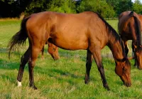 Sommertraum 3