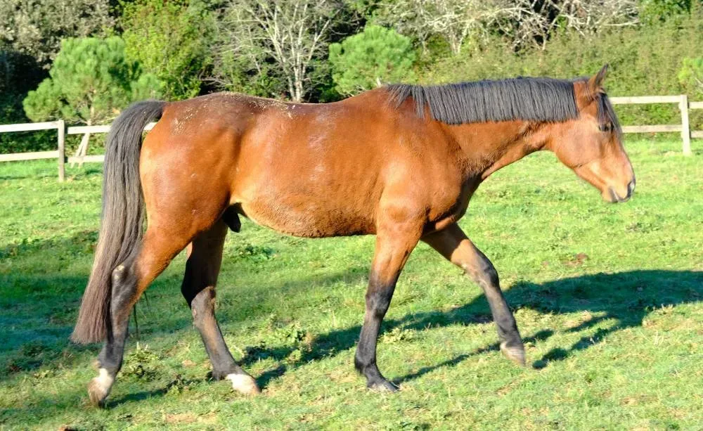 Indigo