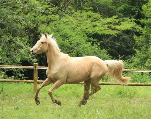 Flaminco