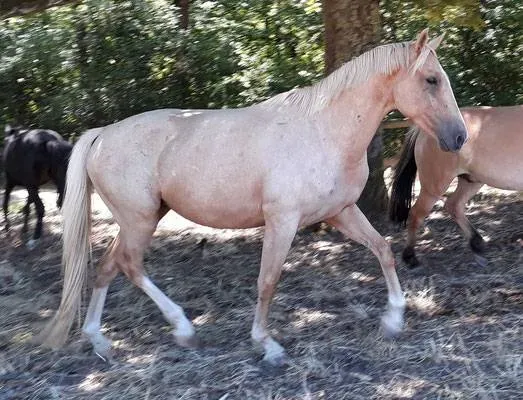 Flaminco 3