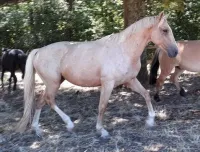 Flaminco 3