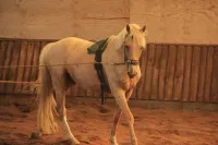 Flaminco 5