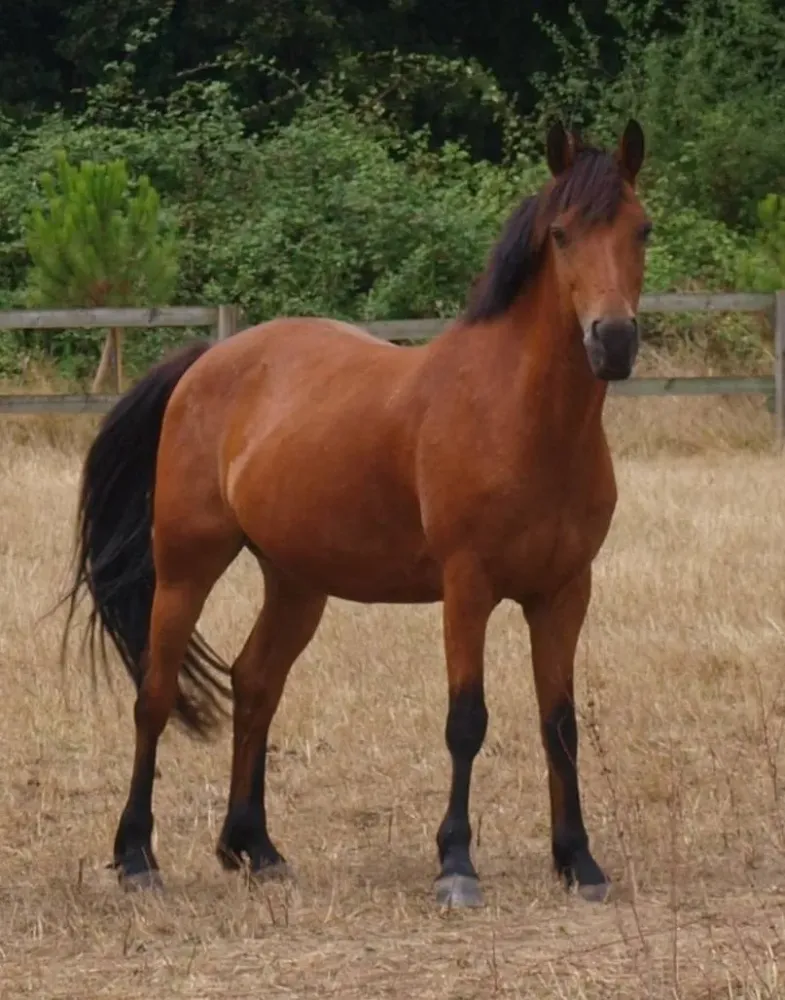 Qeol du Sorian 6