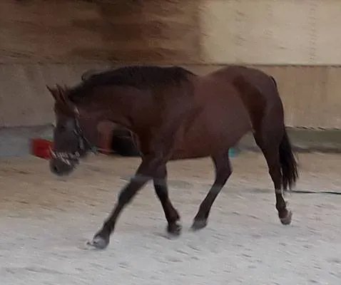 Griotte 2