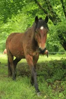 Hermes de Zamalzaina 2