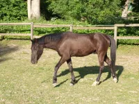 Bandit de la Courance 5