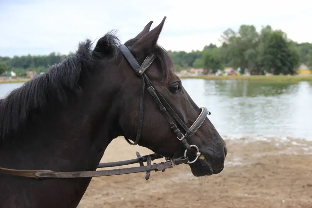 Bandit de la Courance 6