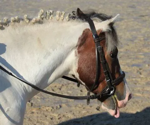 Generali open poney 2019 (7)
