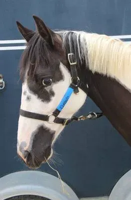 Generali open poney 2019 (14)