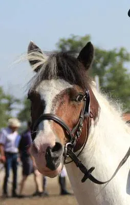 Generali open poney 2019 (19)