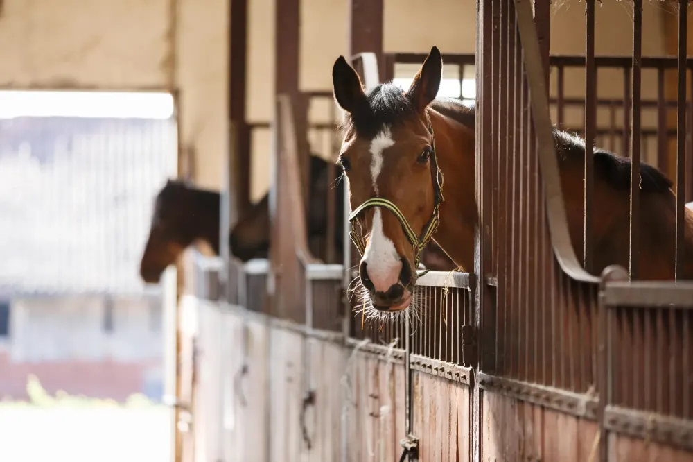poney club près de Lormont