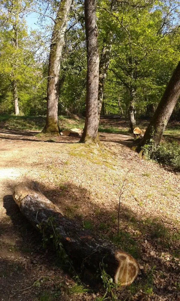 terrain de cross (14)