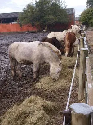 paddock poney (1)