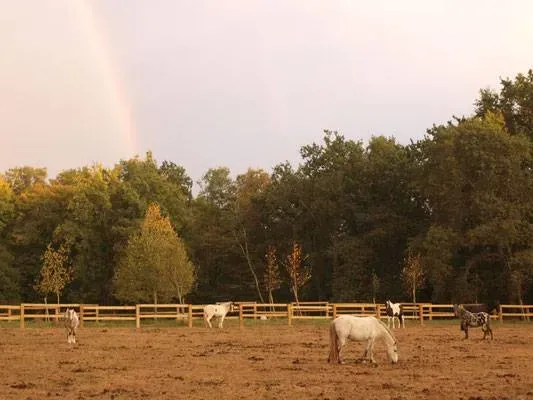 paddock poney (2)