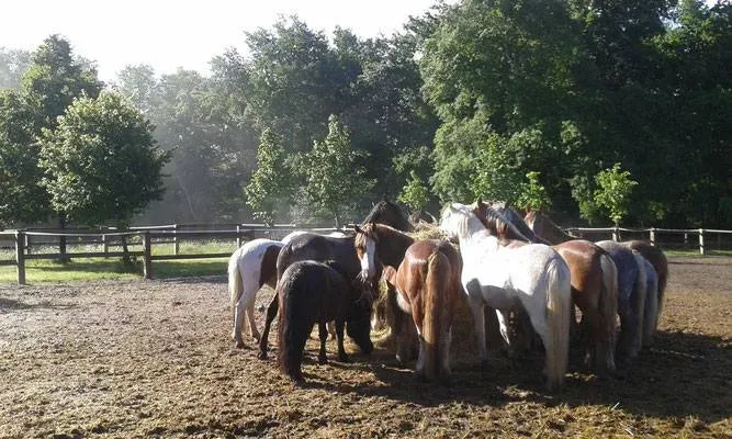 paddock poney (3)