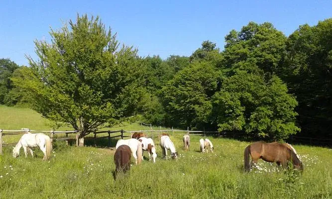 poney enfant près de Lormont