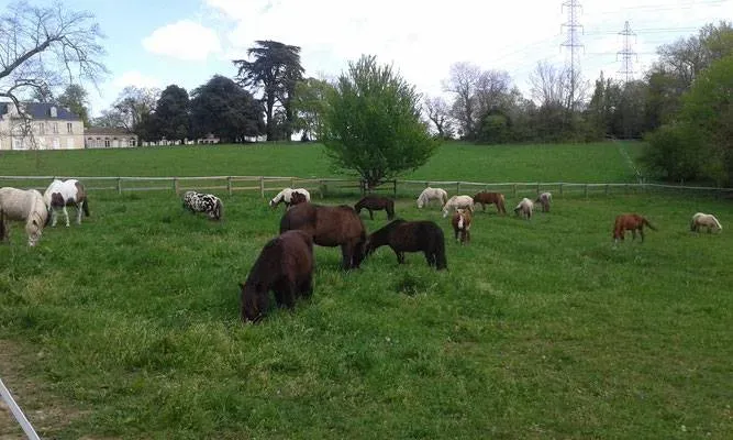 paddock poney (5)