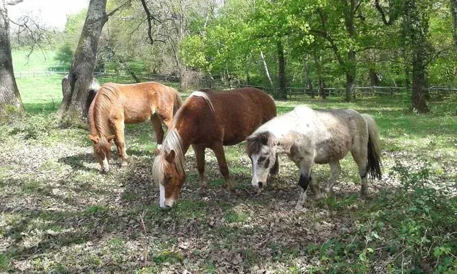 paddock poney (6)