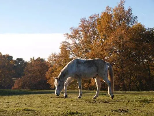 pré (3)webp