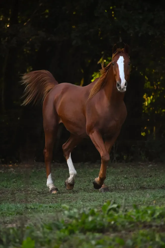 Fête du Cheval 2025